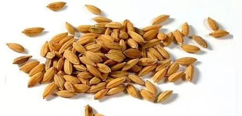 慧眼識種 科學鑒別蔬菜新陳種子與農作物帶病種子指南